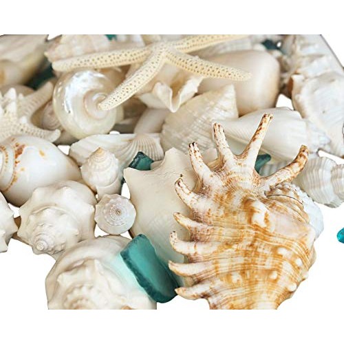 Real Seashells with Bright Sea Glass - Home Decor, Wedding Centerp...