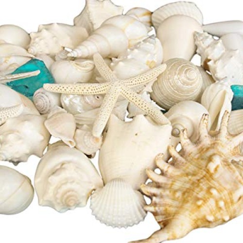 Real Seashells with Bright Sea Glass - Home Decor, Wedding Centerp...
