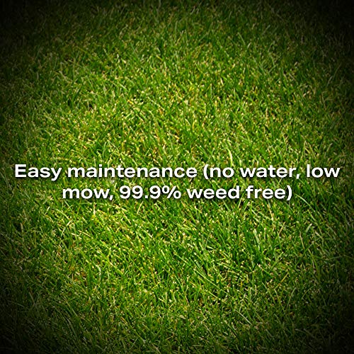 Twin City Seed Co. Low Grow Fescue Seed Mixture | Low Maintenance ...
