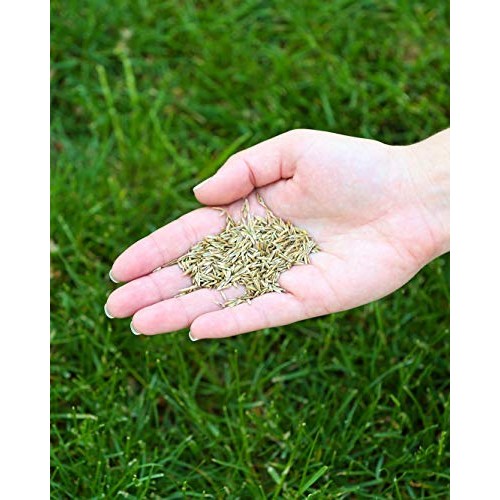 Twin City Seed Co. Low Grow Fescue Seed Mixture | Low Maintenance ...