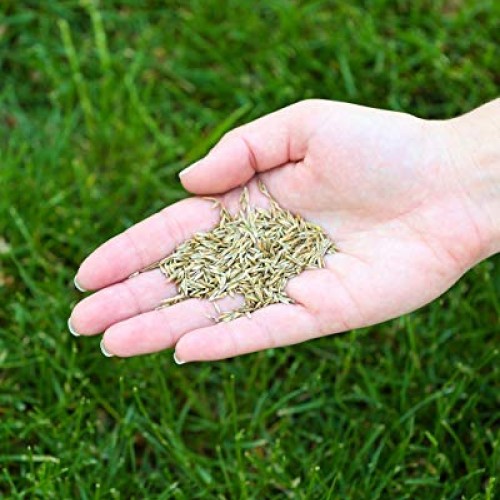 Twin City Seed Co. Low Grow Fescue Seed Mixture | Low Maintenance ...