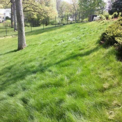 Twin City Seed Co. Low Grow Fescue Seed Mixture | Low Maintenance ...