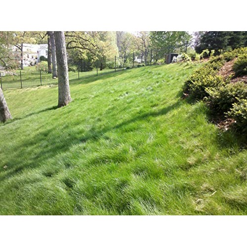 Twin City Seed Co. Low Grow Fescue Seed Mixture | Low Maintenance ...