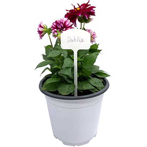 Ugold Durable Extra Thick T-Style Plastic Plant Labels Nursery Gar...