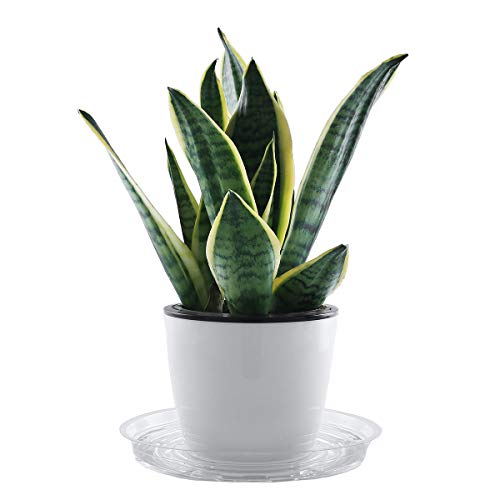 UltraOutlet 20 Pack 10 Inches Clear Plastic Plant Saucer Drip Tray...