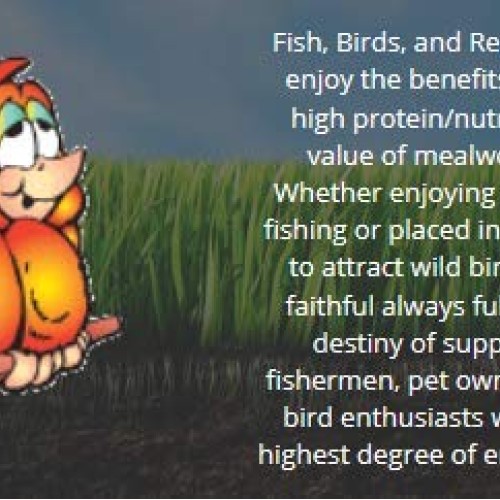 Uncle Jims Worm Farm Live Mealworms 250 Count