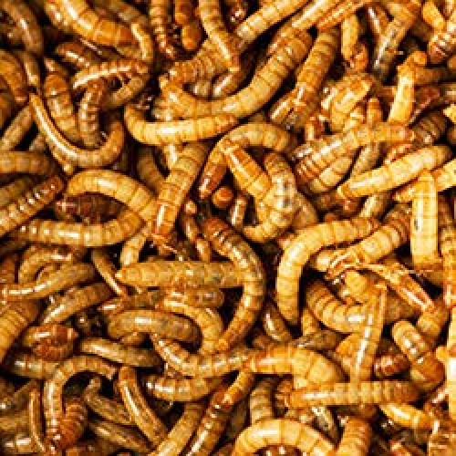 Uncle Jims Worm Farm Live Mealworms 250 Count