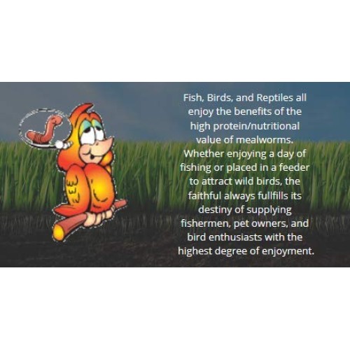 Uncle Jims Worm Farm Live Mealworms 500 Count