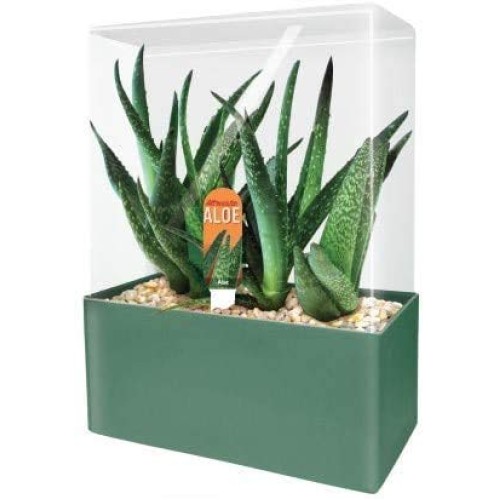 Unique Gardener Grow Your Own Aloe Plant - Fun and Easy to Grow Al...