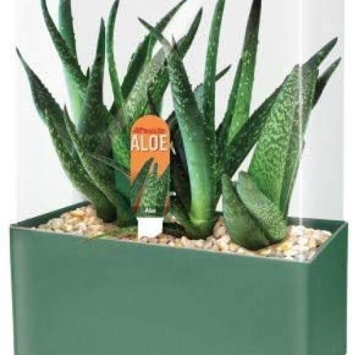 Unique Gardener Grow Your Own Aloe Plant - Fun and Easy to Grow Al...
