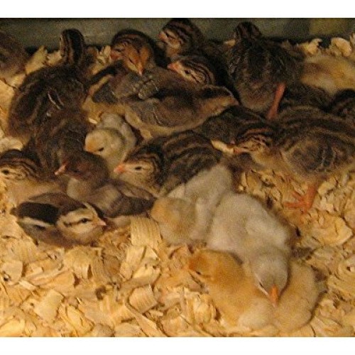15 LB GAMEBIRD Starter Feed 30% Protein Chick Guinea Turkey Quail ...