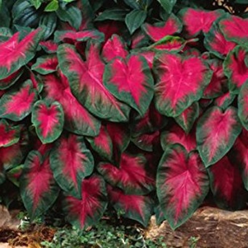 Caladium Buck 6 Bulbs - elegance for shady gardens. Now Shipping !