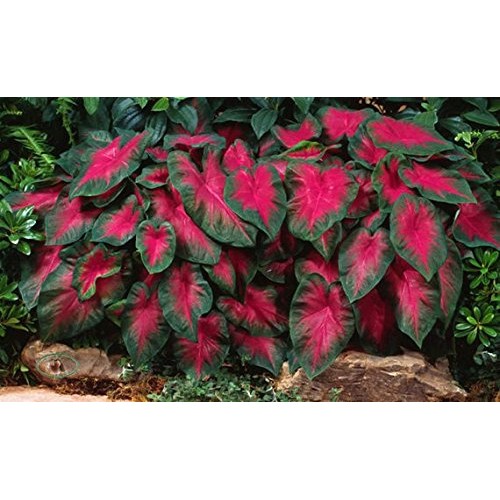 Caladium Buck 6 Bulbs - elegance for shady gardens. Now Shipping !