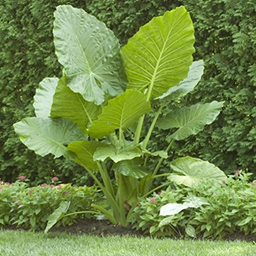 Elephant Ears colocasia 3 Bulb- bold tropical effect to and land...