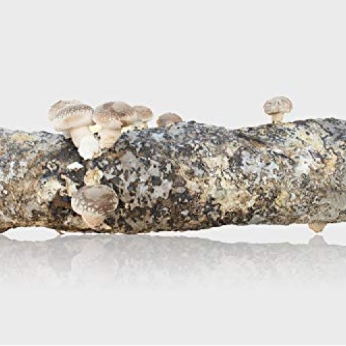 Grow-Your-own Organic Shiitake Mushroom Log Kit