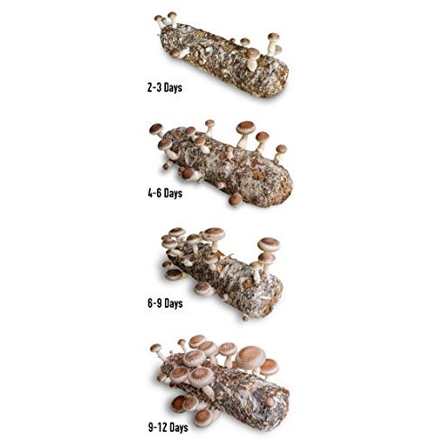 Grow-Your-own Organic Shiitake Mushroom Log Kit