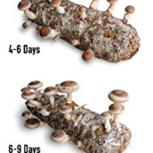 Grow-Your-own Organic Shiitake Mushroom Log Kit