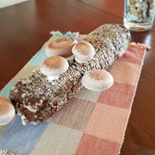 Grow-Your-own Organic Shiitake Mushroom Log Kit