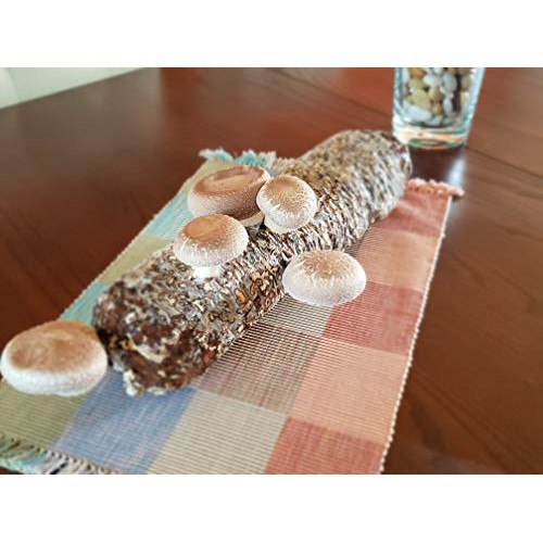 Grow-Your-own Organic Shiitake Mushroom Log Kit