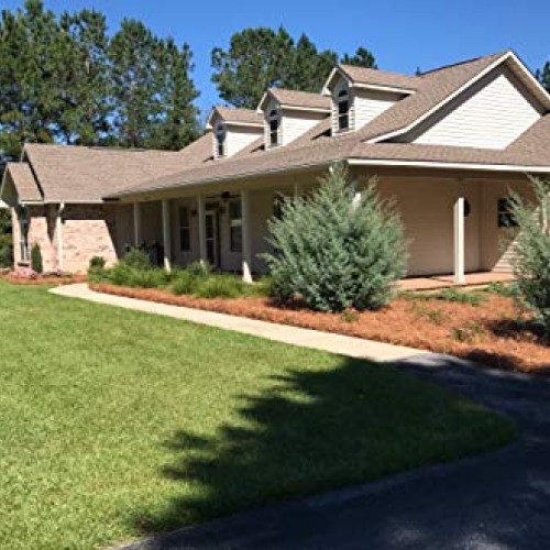 USA Pine Straw - Premium Pine Needle Mulch - Covers 160 Sqft