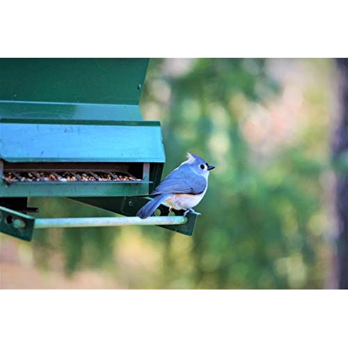 Valley Farms Fruit Nut & Berry Wild Bird Food - High Energy Outdoo...