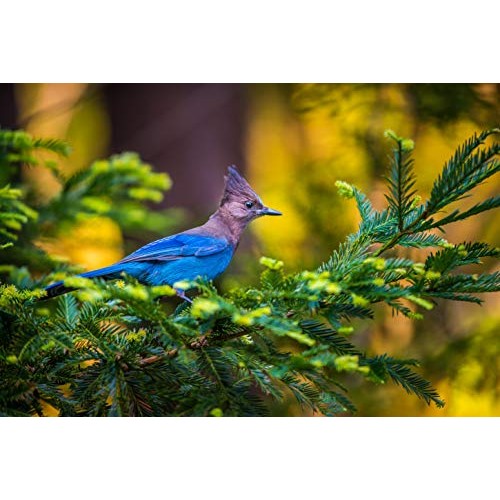 Valley Farms Fruit Nut & Berry Wild Bird Food - High Energy Outdoo...