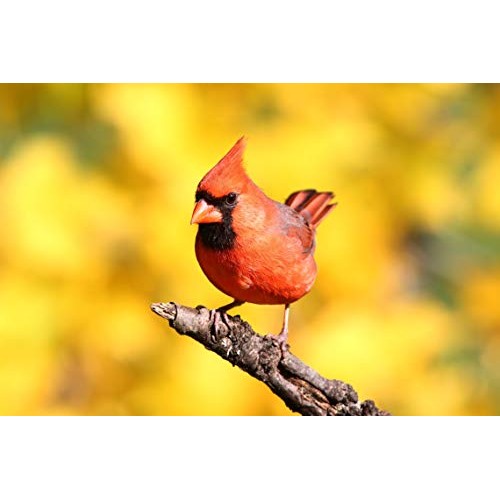 Valley Farms Sunflower Hearts Wild Bird Food - 15 lbs