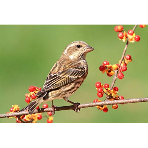 Valley Farms Sunflower Hearts Wild Bird Food - 15 lbs