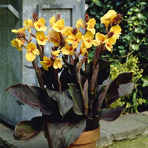 Van Zyverden 83457 Cannas Louis Cottin Set of 5 Bulbs, 2/3 Eye, Ye...