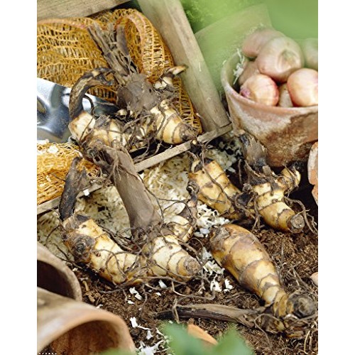 Van Zyverden 83457 Cannas Louis Cottin Set of 5 Bulbs, 2/3 Eye, Ye...