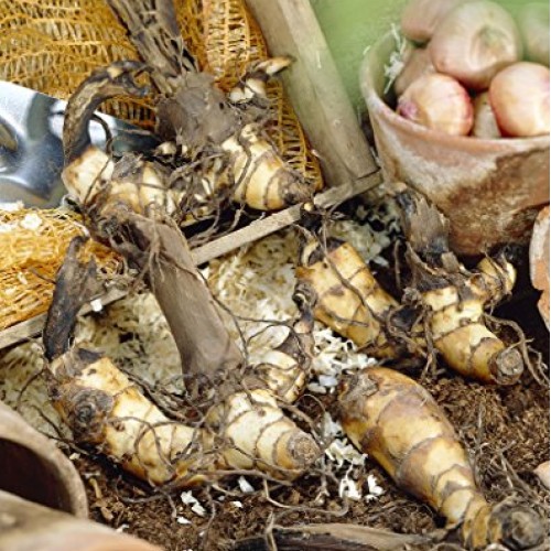 Van Zyverden 83457 Cannas Louis Cottin Set of 5 Bulbs, 2/3 Eye, Ye...