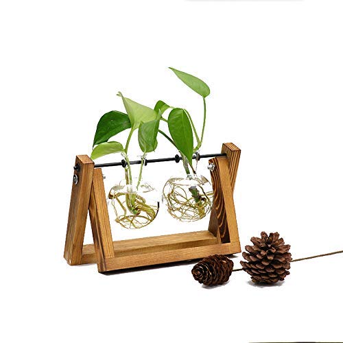 Vanze Desktop Hydroponic Plant Terrarium Planter Bulb Glass Vase P...