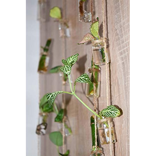VBgree Wall Hanging Glass Planter - Rustic Glass Wall Plant Holder...