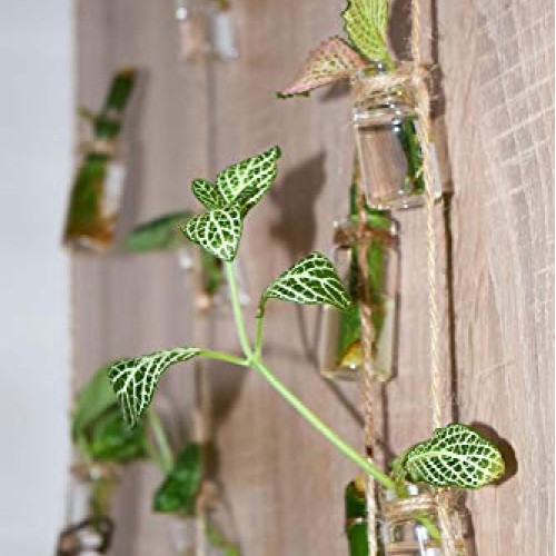 VBgree Wall Hanging Glass Planter - Rustic Glass Wall Plant Holder...