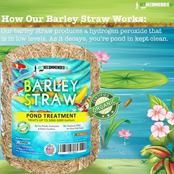 Vet Recommended Barley Straw for Fish Ponds and Fountain 16 Oz. ...