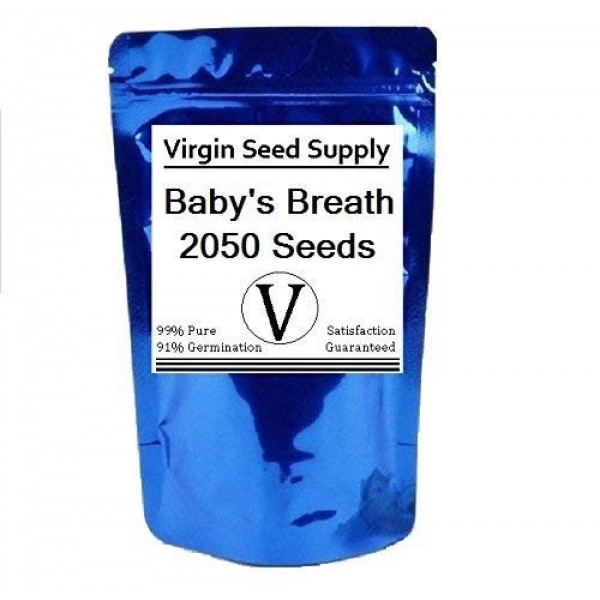 Virgin Seed Supply Babys Breath 2050 Count Flower Seed Pack Organ...