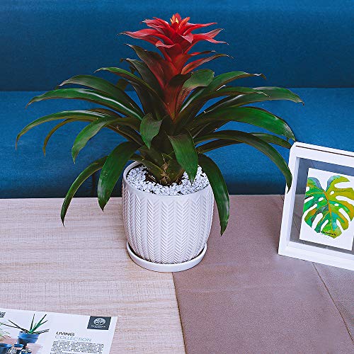 Voeveca Ceramic Flower Pot Garden Planters 6.5 and 5.5 Set of 2 ...
