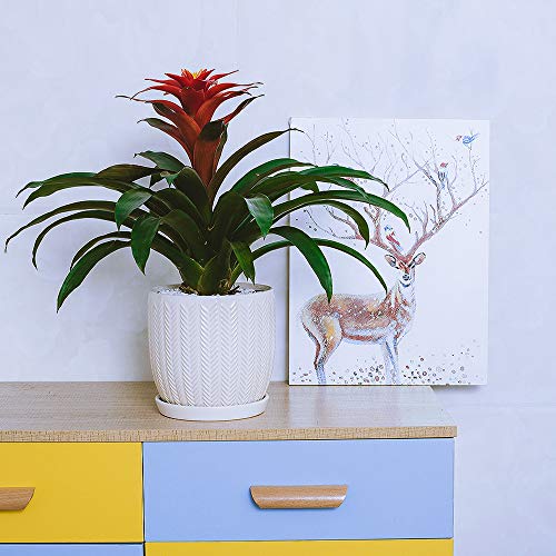 Voeveca Ceramic Flower Pot Garden Planters 6.5 and 5.5 Set of 2 ...