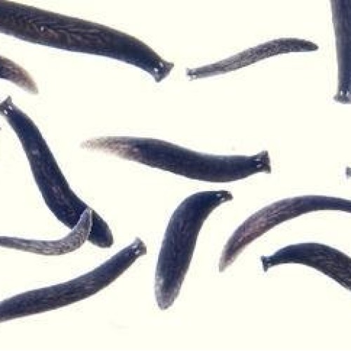 470176-454 - Black Planaria Culture Large - Live Black Planaria ...