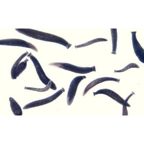470176-454 - Black Planaria Culture Large - Live Black Planaria ...