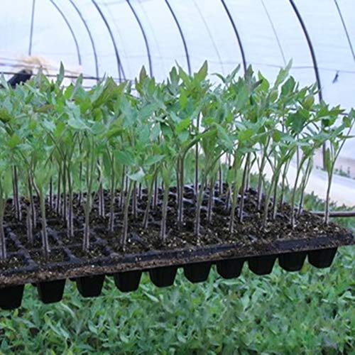 Walbest 5 Pack Plant Germination Trays with Drain Holes, Large Pla...