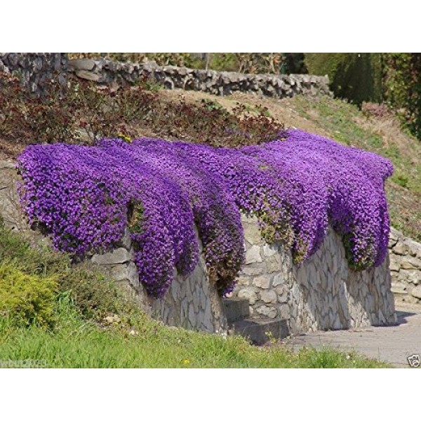 250 Aubrieta Seeds - Cascade Purple Flower Seeds, Perennial, Deer ...