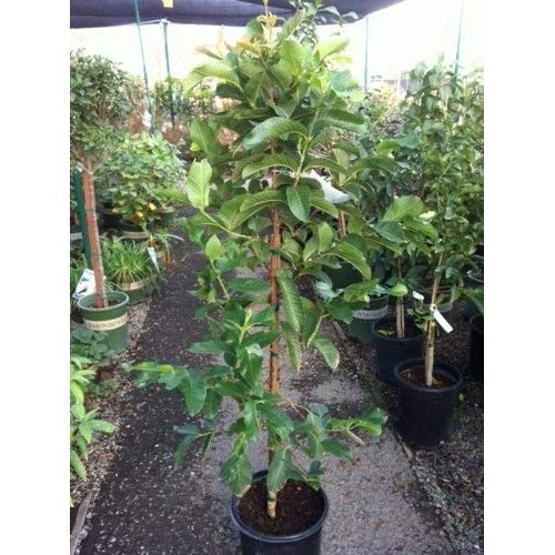 Ruby Supreme Pink Guava Tree - Live Plant in 3 Gallon Pot - Tropic...