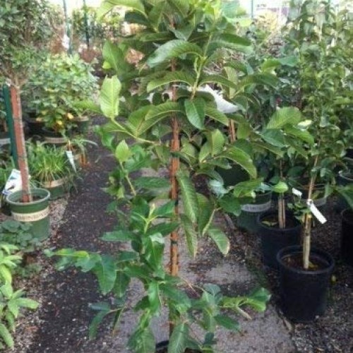 Ruby Supreme Pink Guava Tree - Live Plant in 3 Gallon Pot - Tropic...