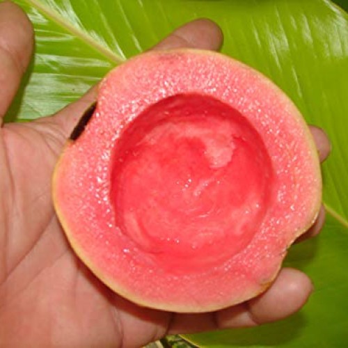 Ruby Supreme Pink Guava Tree - Live Plant in 3 Gallon Pot - Tropic...