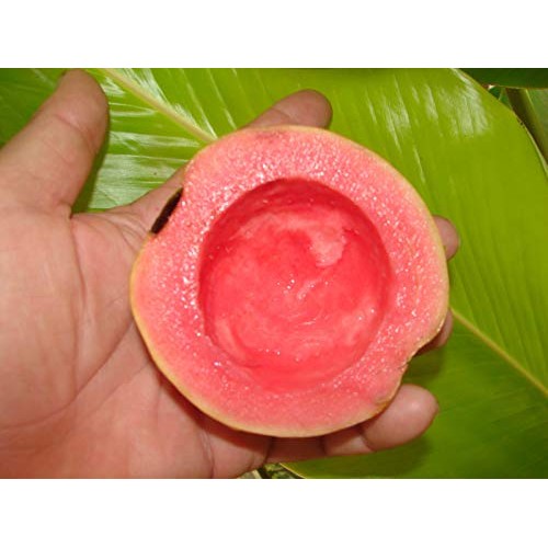 Ruby Supreme Pink Guava Tree - Live Plant in 3 Gallon Pot - Tropic...
