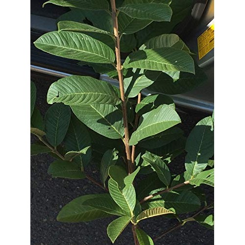 Ruby Supreme Pink Guava Tree - Live Plant in 3 Gallon Pot - Tropic...