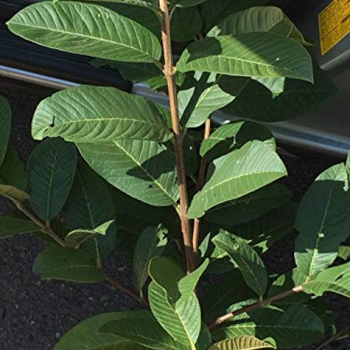 Ruby Supreme Pink Guava Tree - Live Plant in 3 Gallon Pot - Tropic...