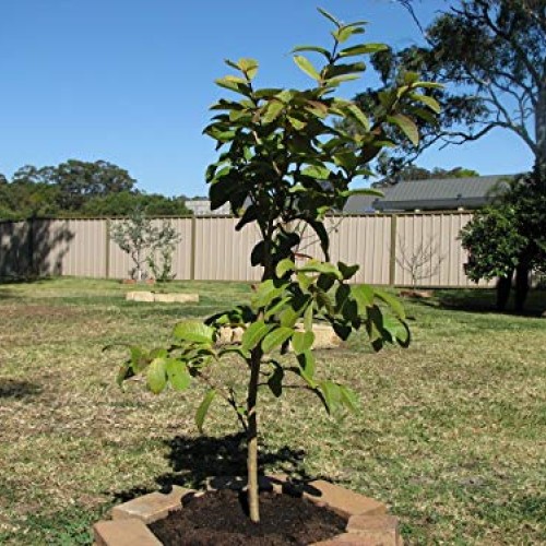 Ruby Supreme Pink Guava Tree - Live Plant in 3 Gallon Pot - Tropic...
