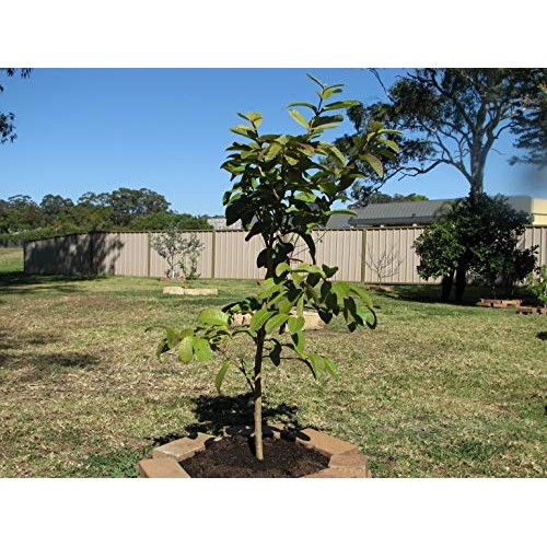 Ruby Supreme Pink Guava Tree - Live Plant in 3 Gallon Pot - Tropic...